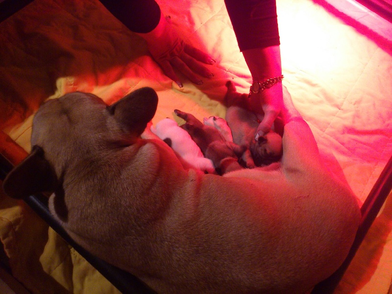 des Gardiens de Venus - Bouledogue français - Portée née le 29/11/2011