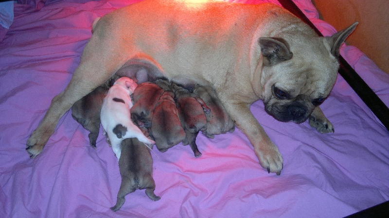 Chiot Bouledogue français des Gardiens de Venus