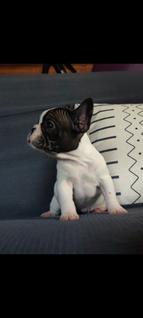 des Gardiens de Venus - Chiots disponibles - Bouledogue français