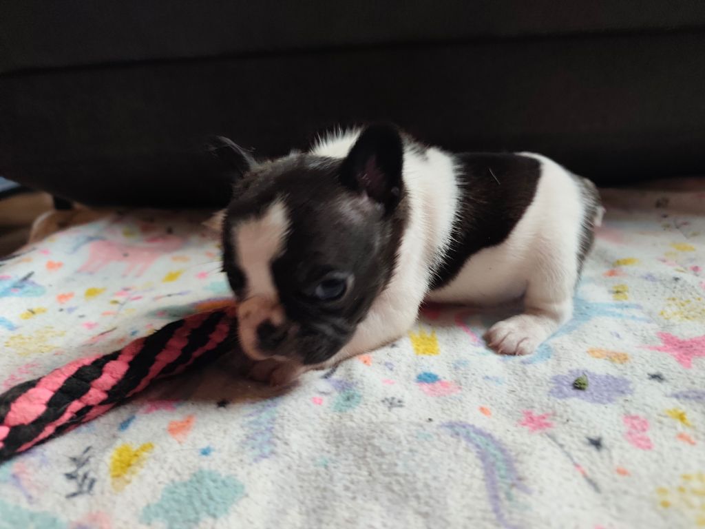 des Gardiens de Venus - Chiots disponibles - Bouledogue français