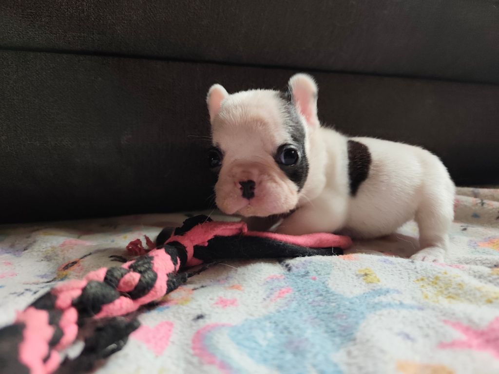 des Gardiens de Venus - Chiots disponibles - Bouledogue français