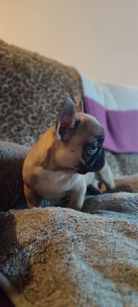 des Gardiens de Venus - Bouledogue français - Portée née le 01/11/2022