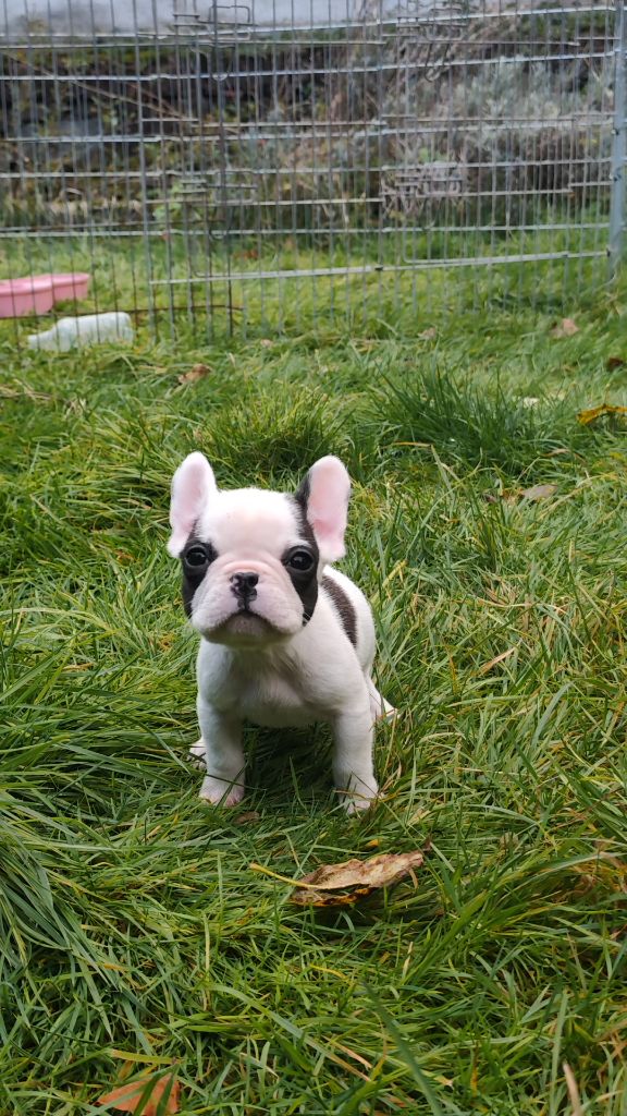 des Gardiens de Venus - Chiots disponibles - Bouledogue français