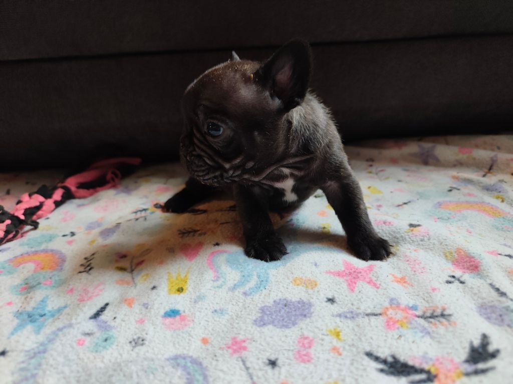 des Gardiens de Venus - Chiots disponibles - Bouledogue français